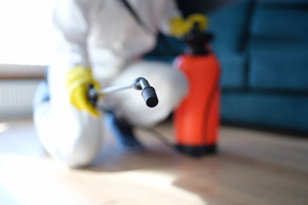 Trusted Comanche, OK Mold Removal Experts